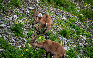 alpine capricorn Steinbock Capra ibex eating grass, brienzer rothorn switzerland alps