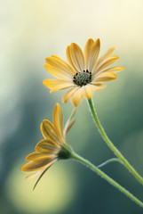 Fototapeta Żółte kwiaty obraz