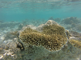 Naklejka na ściany i meble Reefs underwater