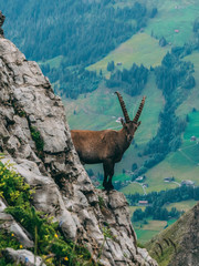 alpine capricorn Steinbock Capra ibex looking camera, brienzer rothorn switzerland alps