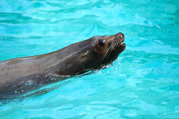 A sea lion swims and looks out of the water.