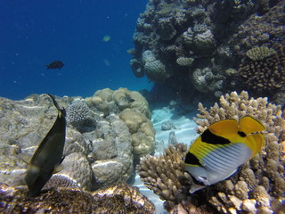 Naklejka na ściany i meble Colorfull fisch reef 