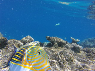 Fototapeta na wymiar Colorfull fisch reef 