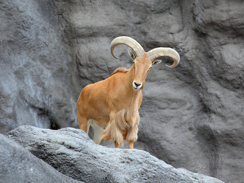 Barbary sheep on mountain