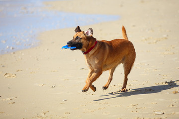 dog  running on the beach