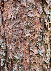 Dry tree bark texture background