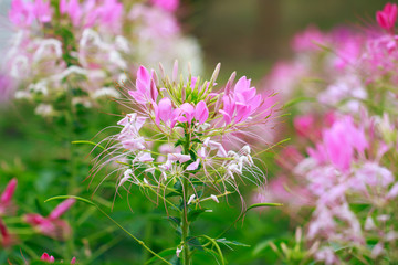 Beautiful Cleome spinosa or Spider flower in the garden