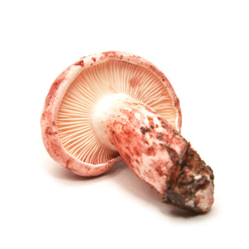 Hygrophorus russula mushroom