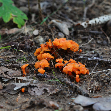 cantharellus cinnabarinus mushroom