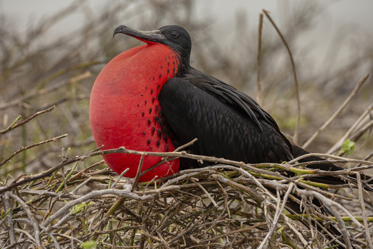 Magnificent Frigatebird (Fregata magnificens) in Galapagos Islan