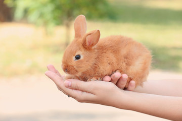 Woman holding cute fluffy bunny outdoors