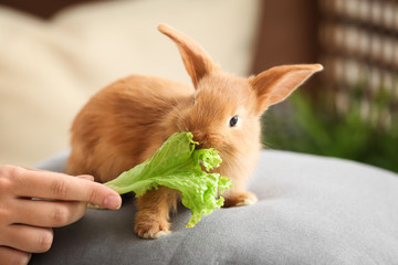 Woman feeding cute fluffy bunny at home