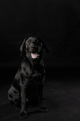 Young 4 Month Old Black Lab or Labrador Retriever Puppy Sitting Obedient Like A Good Boy