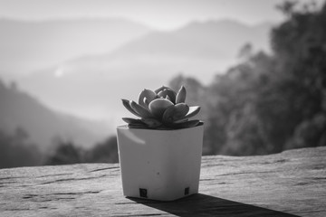 Cactus on the wood table. (black and white)