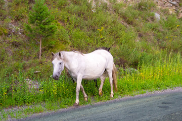 Obraz premium A lone white colored horse without a saddle and a bridle