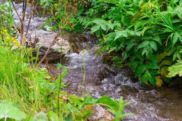 A small waterfall between the stones among the green grass from a creek with clear mountain water
