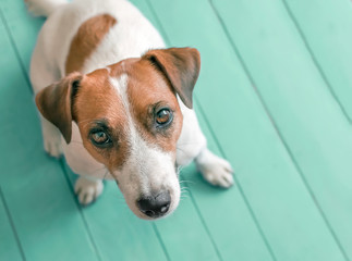 Close-up portrait of curious cute small dog Jack russell sitting on green blue wooden floor and lookig upwards in to camera