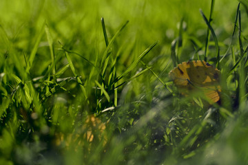 Yellow autumnal leaf in the green grass.