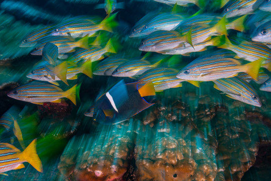 Yellow snappers and king angelfish, long exposure, Puntarenas, Costa Rica
