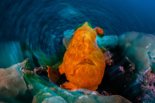 Orange frogfish, long exposure, Puntarenas, Costa Rica