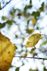 Beautiful sun ray through autumnal leaf.