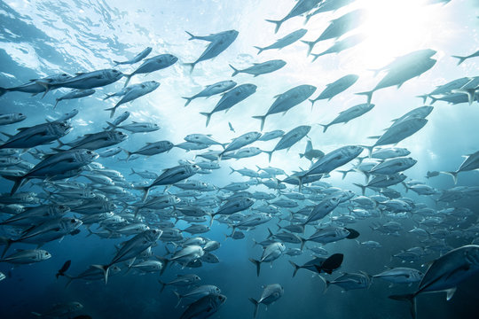 School of jackfish, Puntarenas, Costa Rica