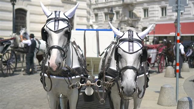 Traditional horse coach Fiaker in Vienna Austria