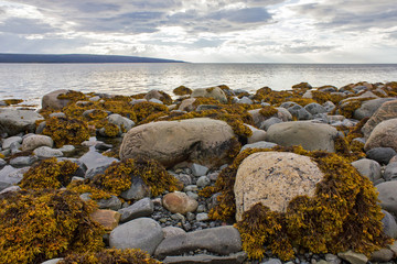 Fototapeta na wymiar North arctic landscape with rocks and moss of Kola peninsula, Russia