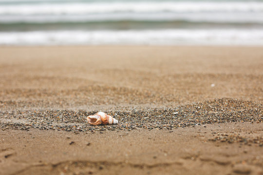 Image of little brown Sea shell on the sand beach background