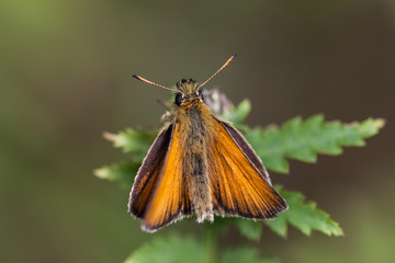 Schwarzkolbiger Braun-Dickkopffalter