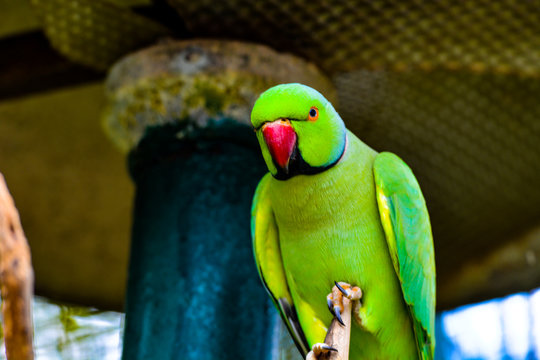 The rose-ringed parakeet (Psittacula krameri), also known as the ring-necked parakeet, is a medium-sized parrot in the genus Psittacula of the family Psittacidae and has a very wide range.