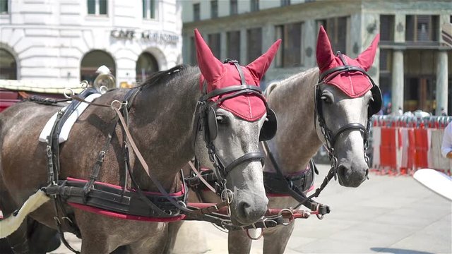 Traditional horse coach Fiaker in Vienna Austria