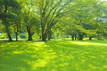 Fototapeta na wymiar shade of trees in the park