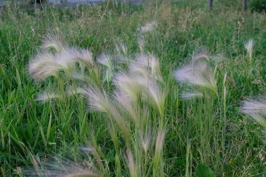grass rogoz green hair hairy 