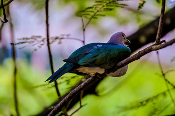 Ducula is a major genus of the pigeon family Columbidae, collectively known as imperial pigeons.