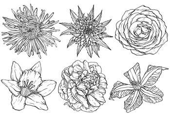 Flowers skecth aster, rose, clematis, narcissus, scarlet, peony