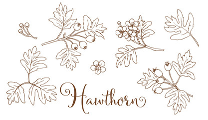 Collection of hand drawing hawthorn