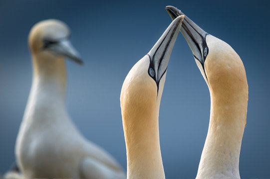 Gannets, close-up, touching beaks, Portmagee, Kerry, Ireland