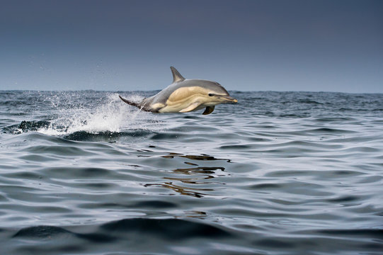Common dolphin (Delphinus), porpoising, Blasket Islands, Dingle, Kerry, Ireland