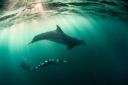 Woman Free-diving With Bottlenose Dolphin (Tursiops Truncates), Underwater View, Doolin, Clare, Ireland