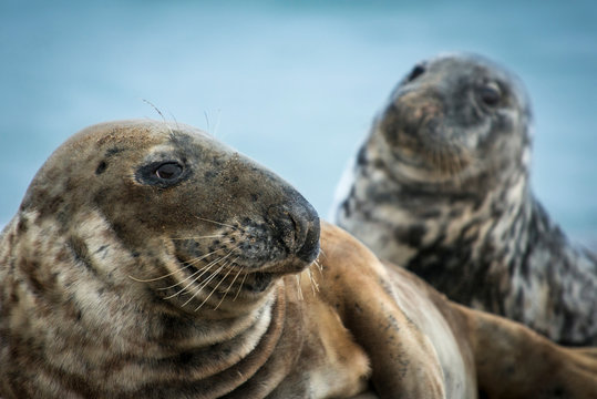 Grey seals (Halichoerus grypus), Great Blasket Island, Dingle, Kerry, Ireland