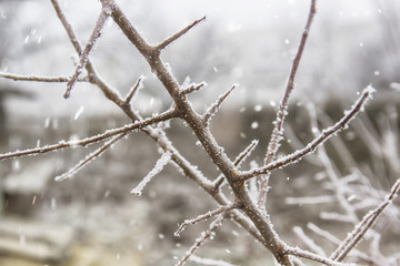 beautiful and gloomy winter picture