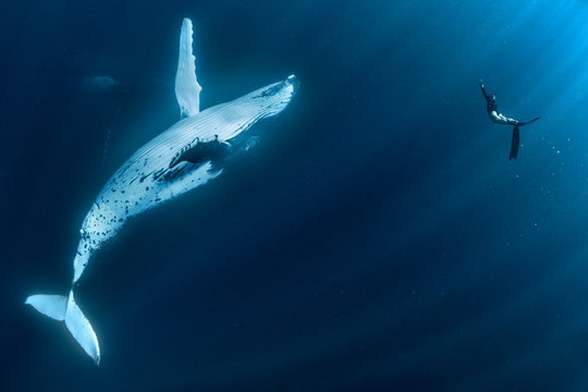 Woman swimming with Humpback whales (Megaptera novaeangliae), underwater view, Tonga, Western, Fiji
