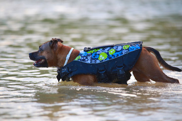 Staffordshire bull terrier with life jacket