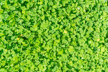 Abstract background close up little green leaf bush