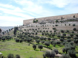 Fototapeta na wymiar Landscape plantations of olive trees near the fortress wall of the old part of the city of Jerusalem against a cloudy blue sky.