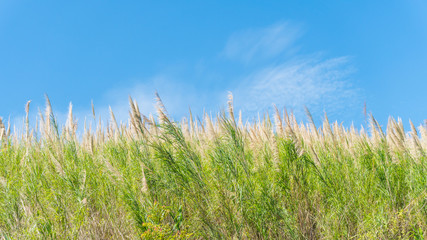 Fototapeta premium Grass flower field and blue sky in the morning