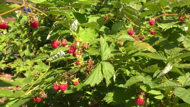 Raspberry in the summer garden