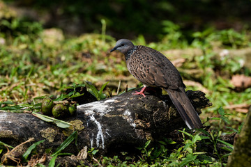 The zebra dove (Geopelia striata) also known as barred ground dove, is a bird of the dove family, Columbidae, native to Southeast Asia. They are small birds with a long tail.