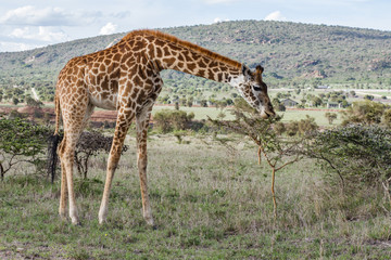 Lonely Giraffe in nature